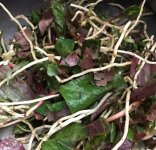 來看看折耳根？魚腥草？這些外地人不太敢嘗試的四川火鍋里食材