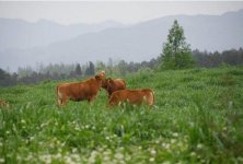 一道小炒黃牛肉，開20家直營店，火了21年21年湘菜老品牌，兩次定位轉(zhuǎn)型求突破【重慶火鍋底料加工廠】