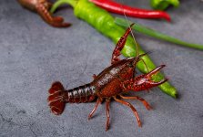 “炮轟”叮咚、接連關(guān)店，盒馬鮮生在焦慮什么？