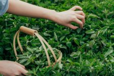 采用“液態(tài)”仙草創(chuàng)新物料，書亦黑金新品或將成新代表作？